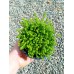 Седум (Sedum acre Aureum )